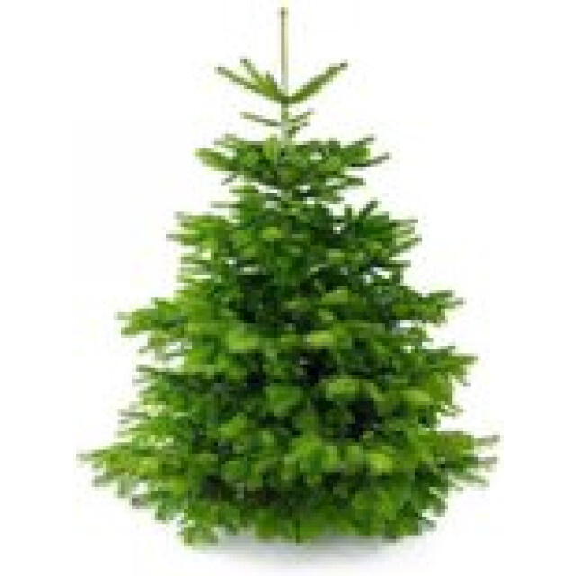 Furnilux Plant&more nordmann kerstboom 300 350 cm zonder kluit + garantie