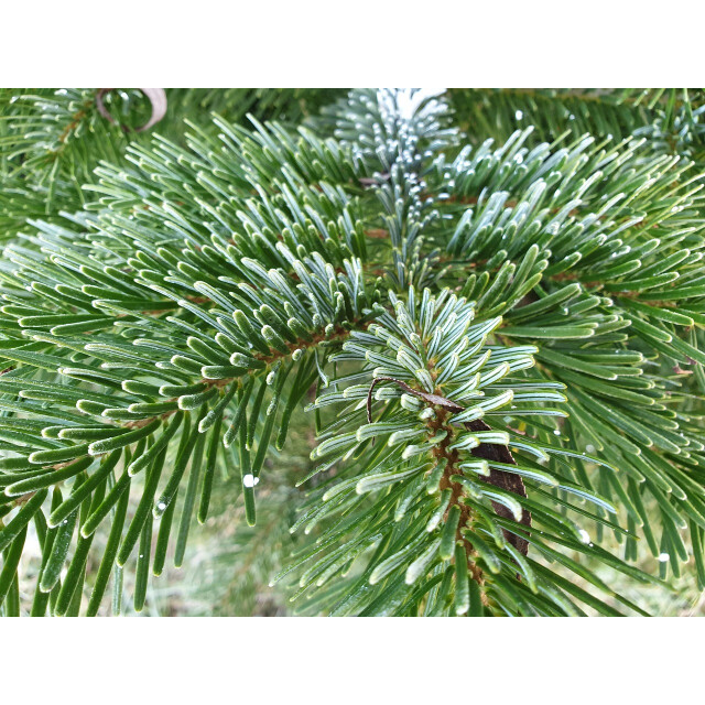 Furnilux nordmann kerstboom 350 -400 cm zonder kluit xl