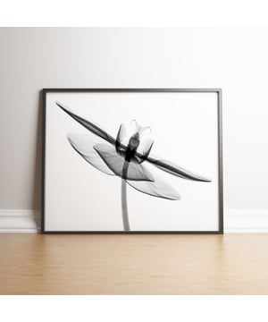 Dimensions - 297mm (w) x 420mm (l). Printed on 240gsm Matte Ultra white paper, offering a smooth finish with ultra vivid colours. All of our frames are FSC certified and handmade in the UK by our qualified framers.The frames are professionally finished and ready to hang. We use Clarity + premium synthetic glazing.  The wood measures 20mm face x 22mm depth.