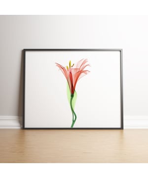 Dimensions - 297mm (w) x 420mm (l). Printed on 240gsm Matte Ultra white paper, offering a smooth finish with ultra vivid colours. All of our frames are FSC certified and handmade in the UK by our qualified framers.The frames are professionally finished and ready to hang. We use Clarity + premium synthetic glazing.  The wood measures 20mm face x 22mm depth.