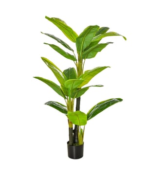 
Wilt u groen in huis hebben, maar kunt u ze niet altijd groen houden? Onze kunstmatige bananenplant is precies wat u nodig hebt. Ze blijft vele jaren groen zonder dat u hoeft te snoeien of vorm te geven. Deze kunstplant hoeft niet besproeid of bemest te worden. De realistisch ogende bladeren zorgen voor een natuurlijke sfeer in uw kamer en vergen weinig onderhoud. De plant wordt kant-en-klaar geleverd in een pot.Voordelen:Mooie kunstmatige tropische bananenboom18 bladeren voor een natuurlijk gevoelStevige tuinpot voor stabiliteitInclusief PE-mos en cementgrondEenvoudige onderhoudKant-en-klaar geleverdkunstplant|bananenboom|decoratief|onderhoudsvrij|binnen en buiten - Afmeting: - Kleur: Groen - Materiaal: Kunststof