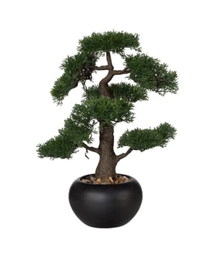 
Bonsai spreken al eeuwen tot de verbeelding. Maar het onderhoud houdt mensen vaak tegen. Dat hoeft nu niet meer want deze Ceder Bonsai van ca 48 cm hoogte en 18 cm doorsnede is mooi en blijft mooi. Hij wordt geleverd met een mat zwarte harde pot zodat hij meteen af is en neergezet kan worden. Je ziet bij deze bonsai heel goed hij heel erg mooi gedetailleerd is en het verouderingsproces nagebootst is van de boom. Deze plant is gemaakt in de Chokkan Bonsai stijl (rechtopgaande stijl). De rechtopgaande stijl is een veel voorkomende Bonsai vorm. Ook in de natuur komt deze stijl veel voor, vooral op lichte plekken waar de boom geen concurrentie heeft van andere bomen. De top wordt gevormd door een tak, de stam loopt dus niet helemaal tot het einde door.Kenmerken Kopu® Ceder Bonsai Chokkan 48: Product: Chokkan Bonsai in cederKleur: Groene naalden, bruine stamTotaal hoogte plant: 48 cmDoorsnede plant ca 18 cmInclusief pot, matzwart uitgevoerdHoogte pot: ca 10 cmGemaakt in Chokka styleEenvoudig in onderhoudHoogwaardige kwaliteitZoek je een mooie Bonsai, dan is dit een goede keuze. In deze ceder soort hebben we meerder soorten technieken zoals de Semi cascade Bonsai stijl (Han-kengai), de hangende bonsai.Kopu® kunstplanten voor thuis en op kantoorKopu® is gespecialiseerd in kunstplanten van uitstekende kwaliteit. Overweeg je een kunstplant te kopen, maar wil je er wel een die echt lijkt en mooi blijft? Je hebt veel keuze door ons ruime assortiment kunstplanten en kunstbloemen.  Wil je genieten van een mooie groene plant of bloemen, maar niet het lastige en tijdrovende onderhoud ervan hebben, dan zit je goed met de planten van Kopu®.Voordelen van kunstgrasOnderhoudsvrij, alleen stofvrij houdenGeschikt voor vochtige ruimte Jarenlang plezier; een kunst bonsai blijft jarenlang mooi - Afmeting: 48 cm - Kleur: Groen - Materiaal: Kunststof