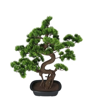 
Dze Pijnboom Bonsai van ca 65 cm hoogte is mooi en blijft mooi. Hij wordt geleverd met een mat zwarte harde pot zodat hij meteen af is en neergezet kan worden. Je ziet bij deze bonsai heel goed hij heel erg mooi gedetailleerd is en het verouderingsproces nagebootst is van de boom.  Bonsai spreken al eeuwen tot de verbeelding. Maar het onderhoud houdt mensen vaak tegen. Dat hoeft nu niet meer want kunst bonsai zien er net zo mooi uit tegenwoordig en die hebben geen groene vingers nodig.Deze plant is gemaakt in de Chokkan Bonsai stijl (rechtopgaande stijl). De rechtopgaande stijl is een veel voorkomende Bonsai vorm. Ook in de natuur komt deze stijl veel voor, vooral op lichte plekken waar de boom geen concurrentie heeft van andere bomen. De top wordt gevormd door een tak, de stam loopt dus niet helemaal tot het einde door.Kenmerken Kopu® Pijboom Bonsai Chokkan 65: Product: Chokkan Bonsai in PijboomKleur: Groene naalden, bruine stamTotaal hoogte plant: 65 cmInclusief pot, matzwart uitgevoerdHoogte pot: ca 10 cmGemaakt in Chokka styleEenvoudig in onderhoudHoogwaardige kwaliteitZoek je een mooie Bonsai, dan is dit een goede keuze. In deze soort hebben we meerder soorten technieken zoals de Semi cascade Bonsai stijl (Han-kengai), de hangende bonsai.Kopu® kunstplanten voor thuis en op kantoorKopu® is gespecialiseerd in kunstplanten van uitstekende kwaliteit. Overweeg je een kunstplant te kopen, maar wil je er wel een die echt lijkt en mooi blijft? Je hebt veel keuze door ons ruime assortiment kunstplanten en kunstbloemen.  Wil je genieten van een mooie groene plant of bloemen, maar niet het lastige en tijdrovende onderhoud ervan hebben, dan zit je goed met de planten van Kopu®.Voordelen van kunstgrasOnderhoudsvrij, alleen stofvrij houdenGeschikt voor vochtige ruimte Jarenlang plezier; een kunst bonsai blijft jarenlang mooi - Afmeting: 48 cm - Kleur: Groen - Materiaal: Kunststof