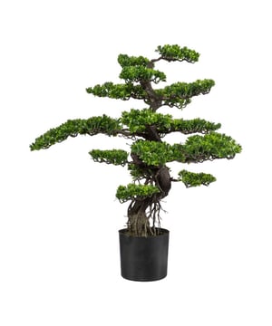 
Een Bonsai boom is een mooie sierlijke boom, maar vergt veel kennis en onderhoud. Daar heb je bij deze kunst Bonsai niet nodig. De Bonsai is gemaakt van hoogwaardige materialen waardoor de boom net echt lijkt. De details op de stam, de takken en bladeren plus de kleuren die gebruikt worden, zijn ook allemaal zo natuurgetrouw nagebootst. De Bonsai is maar liefst 75 cm hoog, dus een volwaardige boom. Hij wordt geleverd in een kunststof kweekpot welke je eenvoudig in jouw eigen sierpot kunt neerzetten. Het enige onderhoud dat deze kunstplant nodig heeft, is dat je hem af en toe afstoft, dat is alles! Kenmerken Kopu® Bonsai 75 cm: Product: Bonsai  Kleur: Groene naalden, meerdere takken Totaal hoogte plant: 75 cm Diepte plant ca 30 cm Inclusief zwarte sierpot 14x12 cm Eenvoudig in onderhoud Hoogwaardige kwaliteitKopu® kunstplanten voor thuis en op kantoorKopu® is gespecialiseerd in kunstplanten van hoogwaardige kwaliteit. Overweeg je een kunstplant te kopen, maar wil je er wel één die niet te onderscheiden is van echt? Het ruime assortiment van Kopu® biedt diverse soorten en maten kunstplanten en kunstbloemen. Wil je langdurig genieten van een mooie groene plant of bloemen, zonder ingewikkeld of tijdrovend onderhoud, kies dan voor Kopu®.Voordelen van kunstplanten / kunstbloemen Onderhoudsvrij Geschikt voor vochtige ruimtes Kunstplanten en kunstbloemen blijven jaren mooi - Afmeting: 48 cm - Kleur: Groen - Materiaal: Kunststof