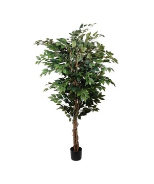 
De Ficus Benjamina is misschien wel de populairste binnenplant in Nederland. De plant heeft veel fijne bladeren een stoere stam en zorgt voor een frisse speelse sfeer en de stam van echt hout van de ficus, zorgen voor een natuurlijke uistraling. Deze imitatie Ficus Benjamina op stam is 150 cm hoog en heeft maar liefst 1764 bladeren die niet van echt te onderscheiden zijn. Het gebruikte materiaal, de details en het gebruik van natuurgetrouwe kleuren dragen hieraan bij. Door haar volheid is deze Ficus Benjamina ideaal om te plaatsen in een grote hoge ruimte zoals een hal of entree. Maar ook in een kantoor- of praktijkruimte en zelfs in de woonkamer is het de perfecte groene kunstplant om een grote ruimte te breken. De plant wordt geleverd in een zwarte kunststof pot, die je eenvoudig in een sierpot kunt plaatsen die je zelf mooi vindt. De Ficus Benjamina is een plant die veel licht nodig heeft en ook de bewatering is een punt van aandacht. Gelukkig hoef je geen groene vingers te hebben om deze kunst Ficus Benjaminate onderhouden. Plaats de plant op jouw favoriete plek en stof hem af te toe af, dat is alles! Gegarandeerd jarenlang plezier! De nepplant is geschikt voor binnengebruik.Kenmerken Kopu® Kunstplant Ficus Benjamina 150 cm Product: Ficus Benjamina   Kleur: Groen Natuurhouten stam Aantal bladeren: 1764  Totaal hoogte: 150 cm Voorzien van kunststof binnenpot Afmeting pot 14.5x12.5 cm Materiaal 100% Polyester Eenvoudig in onderhoud Hoogwaardige kwaliteit Ook verkrijgbaar in 120 cmKopu® kunstplanten voor thuis en op kantoorKopu® is gespecialiseerd in kunstplanten van hoogwaardige kwaliteit. Overweeg je een kunstplant te kopen, maar wil je er wel één die niet te onderscheiden is van echt? Het ruime assortiment van Kopu® biedt diverse soorten en maten kunstplanten en kunstbloemen. Wil je langdurig genieten van een mooie groene plant of bloemen, zonder ingewikkeld of tijdrovend onderhoud, kies dan voor Kopu®.Voordelen van kunstplanten / kunstbloemen Onderhoudsvrij Geschikt voor vochtige ruimtes Kunstplanten en kunstbloemen blijven jaren mooi - Afmeting: 48 cm - Kleur: Groen - Materiaal: Kunststof