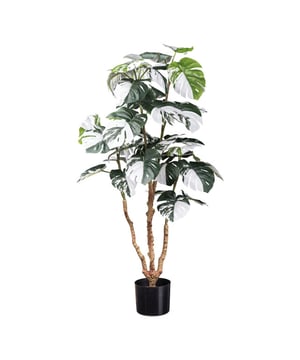 
Transformeer uw woonruimte in een weelderige oase met onze prachtige Monstera deliciosa Variegata, die maar liefst 110 cm hoog is. Net zoals de Monstera Deliosa heeft de plant prachtige grote bladeren met gaten, maar bij dan met witte vlekken. Hij komt in heel uitzonderlijke gevallen voor als een soort mutatie van de gewone Monstera en daarom zijn deze planten extreem gewild en kostbaar als echte plant. Deze voortreffelijke kunstplant is de perfecte oplossing voor wie op zoek is naar de schoonheid van de natuur zonder het onderhoud of een gebrek heeft groene vingers.Belangrijkste kenmerken:1. Levensechte schoonheid: Onze Monstera Deliciosa Variegata heeft 38 grote, gedetailleerde bladeren die het weelderige groen van de echte plant nabootsen. Elk blad toont het kenmerkende bonte patroon en voegt een vleugje verfijning toe aan elke kamer.2. Levensechte textuur: je zult niet geloven hoe realistisch onze kunstmatige Monstera aanvoelt. De bladeren zijn zorgvuldig en met precisie vervaardigd om de natuurlijke textuur van deze tropische schoonheid na te bootsen, waardoor een levensechte en tastbare ervaring wordt gegarandeerd.3. Drievoudig gespleten stengel: De drievoudig gespleten stengel van de plant voegt diepte en karakter toe aan het uiterlijk. Het bootst het groeipatroon van de echte Monstera deliciosa na, waardoor het een statement-stuk is dat indruk zal maken op uw gasten.4. Moeiteloze elegantie: Zeg vaarwel tegen het gedoe van water geven, snoeien en zorgen maken over zonlicht. Onze kunst Monstera heeft geen onderhoud nodig, waardoor u het hele jaar door zonder enige moeite van zijn schoonheid kunt genieten.5. Veelzijdige inrichting: of u hem nu in uw woonkamer, slaapkamer, kantoor of zelfs uw buitenruimte plaatst, deze Monstera is veelzijdig genoeg om elke omgeving te verbeteren. Het tijdloze ontwerp past bij een verscheidenheid aan interieurstijlen, van modern tot traditioneel.6. Langdurige duurzaamheid: deze kunstmatige plant is gemaakt van hoogwaardige materialen en is gebouwd om lang mee te gaan. U kunt jarenlang van de schoonheid ervan genieten zonder dat u zich zorgen hoeft te maken dat het verwelkt of vervaagt.7. Milieuvriendelijke keuze: Door voor onze kunstmatige Monstera deliciosa Variegata te kiezen, maakt u een milieubewuste keuze. U bespaart water, vermindert de hoeveelheid afval uit wegwerpplantencontainers en minimaliseert de milieu-impact die gepaard gaat met echte plantenteelt.Geef uw woonruimte een boost met de tijdloze schoonheid van de Monstera deliciosa Variegata. Dit meesterwerk van 110 cm brengt de elegantie van de natuur in uw huis, waardoor het een gespreksstarter en een bron van eindeloze bewondering wordt. Bestel de jouwe vandaag nog en ervaar de allure van de natuur zonder het onderhoud!Kopu® kunstplanten voor thuis en op kantoorKopu® is gespecialiseerd in kunstplanten van hoogwaardige kwaliteit. Overweeg je een kunstplant te kopen, maar wil je er wel één die niet te onderscheiden is van echt? Het ruime assortiment van Kopu® biedt diverse soorten en maten kunstplanten en kunstbloemen. Wil je langdurig genieten van een mooie groene plant of bloemen, zonder ingewikkeld of tijdrovend onderhoud, kies dan voor Kopu®.Voordelen van kunstplanten / kunstbloemen Onderhoudsvrij Geschikt voor vochtige ruimtes Kunstplanten en kunstbloemen blijven jaren mooi - Afmeting: 48 cm - Kleur: Groen - Materiaal: Kunststof