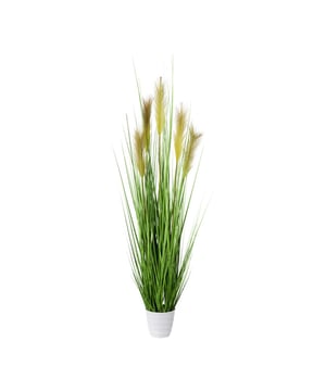 
Pampusgras (Cortaderia) is een sierlijke gras die op veel plekken tot zijn recht komt. Bijvoorbeeld in de woonkamer, op kantoor of in een winkel. De vijf beige pluimen zorgen voor een mooi contrast en passen in ieder interieur. Het kunstgras is niet van echt te onderscheiden door de diverse tinten groen, de natuurgetrouwe details en het het hoogwaardige materiaal. Het grote voordeel is dat het nepgras weinig onderhoud nodig heeft en de pluimen niet uitvallen. Je kunt dus jarenlang genieten van deze mooie pampusgras plant.De volle graspol wordt geleverd in een witte pot zodat je de kunstplant direct kunt neerzetten. De grasplant is 110 cm hoog en is geschikt voor binnengebruik. Kenmerken Kopu® Kunstplant Grasplant 110 cm Product: grasplant type pampusgras Kleur: Groen Totaal hoogte: 110 cm Met 5 pluimen Inclusief witte pot Afmetingen pot: 14x12 cm Verkrijgbaar in verschillende hoogtematen Materiaal gras 100% polyester Eenvoudig in onderhoud Hoogwaardige kwaliteitKopu® kunstplanten voor thuis en op kantoorKopu® is gespecialiseerd in kunstplanten van hoogwaardige kwaliteit. Overweeg je een kunstplant te kopen, maar wil je er wel één die niet te onderscheiden is van echt? Het ruime assortiment van Kopu® biedt diverse soorten en maten kunstplanten en kunstbloemen. Wil je langdurig genieten van een mooie groene plant of bloemen, zonder ingewikkeld of tijdrovend onderhoud, kies dan voor Kopu®.Voordelen van kunstplanten / kunstbloemen Onderhoudsvrij Geschikt voor vochtige ruimtes Kunstplanten en kunstbloemen blijven jaren mooi - Afmeting: L - Kleur: Groen - Materiaal: Polyester