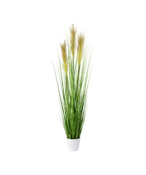 
Pampusgras (Cortaderia) is een sierlijke gras die op veel plekken tot zijn recht komt. Bijvoorbeeld in de woonkamer, op kantoor of in een winkel. De drie beige pluimen zorgen voor een mooi contrast en passen in ieder interieur. Het kunstgras is niet van echt te onderscheiden door de diverse tinten groen, de natuurgetrouwe details en het het hoogwaardige materiaal. Het grote voordeel is dat het nepgras weinig onderhoud nodig heeft en de pluimen niet uitvallen. Je kunt dus jarenlang genieten van deze mooie pampusgras plant.De volle graspol wordt geleverd in een witte pot zodat je de kunstplant direct kunt neerzetten. De grasplant is 95 cm hoog en is geschikt voor binnengebruik. Kenmerken Kopu® Kunstplant Grasplant 95 cm Product: grasplant type pampusgras Kleur: Groen Totaal hoogte: 95 cm Met 3 pluimen Inclusief witte pot Afmetingen pot: 11x10 cm Verkrijgbaar in verschillende hoogtematen Materiaal gras 100% polyester Eenvoudig in onderhoud Hoogwaardige kwaliteitKopu® kunstplanten voor thuis en op kantoorKopu® is gespecialiseerd in kunstplanten van hoogwaardige kwaliteit. Overweeg je een kunstplant te kopen, maar wil je er wel één die niet te onderscheiden is van echt? Het ruime assortiment van Kopu® biedt diverse soorten en maten kunstplanten en kunstbloemen. Wil je langdurig genieten van een mooie groene plant of bloemen, zonder ingewikkeld of tijdrovend onderhoud, kies dan voor Kopu®.Voordelen van kunstplanten / kunstbloemen Onderhoudsvrij Geschikt voor vochtige ruimtes Kunstplanten en kunstbloemen blijven jaren mooi - Afmeting: L - Kleur: Groen - Materiaal: Polyester