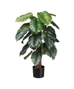 
Philodendron scandens is een plant uit de aronskelkfamilie. De soort komt van nature voor in Centraal-Amerika en op de Antillen. Je herkent deze Philodendron aan zijn diepgroene bladeren, welke iets weg hebben van een hartjes vorm. Hij heeft een met echt cocos omwikkelde stam en heeft 18 bladeren. Geleverd in een zwarte pot van ca 15x13 cm.De Philodendron is een zeer bekende kamerplant, die bijna iedereen wel in huis heeft. Philodendrons zijn er in veel verschillende soorten en ook de zeer bekende Monstera (Gatenplant) behoort tot de familie. Het is een plant die door haar elegantie in vele ruimtes als decoratie kan dienen. Denk aan de entree van een gebouw, publieke ruimtes of op kantoor. Maar ook in de woonkamer brengt deze kunstplant direct een fijne sfeer in huis. Door de hoogte en de grote bladeren, 18 stuks, vul je met deze plant snel een lege ruimte op. De nepplant is geschikt voor binnengebruik en wordt geleverd in een zwarte kweekpot van ongeveer 15x13 cm. Zo kun je de plant eenvoudig in iedere gewenste sierpot plaatsen. Kenmerken Kopu® Kunstplant Philodendron Scandens 90 cm Product: Kunstplant Philodendron Scandens  Kleur: Groen Totaal hoogte plant: 90 cm Met 18 mooie groen bladeren Materiaal bladeren: 100% kunststof Inclusief kweekpot van ca. 15x13 cm Eenvoudig in onderhoud Hoogwaardige kwaliteitKopu® kunstplanten voor thuis en op kantoorKopu® is gespecialiseerd in kunstplanten van hoogwaardige kwaliteit. Overweeg je een kunstplant te kopen, maar wil je er wel één die niet te onderscheiden is van echt? Het ruime assortiment van Kopu® biedt diverse soorten en maten kunstplanten en kunstbloemen. Wil je langdurig genieten van een mooie groene plant of bloemen, zonder ingewikkeld of tijdrovend onderhoud, kies dan voor Kopu®.Voordelen van kunstplanten / kunstbloemen Onderhoudsvrij Geschikt voor vochtige ruimtes Kunstplanten en kunstbloemen blijven jaren mooi - Afmeting: 48 cm - Kleur: Groen - Materiaal: Kunststof