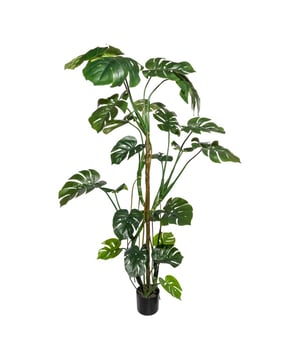 
Van origine komen de meeste Philodendron soorten uit het regenwoud van Centraal en Zuid-Amerika. Daar is hij als klimplant en hangplant te zien. Kenmerkend aan de Split Philodendron zijn de grote 'gespleten' bladeren, ook wel gaten bladeren genoemd. Het is een plant die door haar elegantie in vele ruimtes als decoratie kan dienen. Denk aan de entree van een gebouw, publieke ruimtes of op kantoor. Maar ook in de woonkamer brengt deze kunstplant direct een fijne sfeer in huis.Door de hoogte van maar liefst 180 cm en de grote bladeren, 23 stuks, vul je met deze plant snel een lege ruimte op. De nepplant is geschikt voor binnengebruik en wordt geleverd in een zwarte kweekpot van ongeveer 16x14.5 cm. Zo kun je de plant eenvoudig in iedere gewenste sierpot plaatsen. Ter inspiratie is een foto bijgevoegd waarbij de kunstplant in een sierpot staat.Kenmerken Kopu® Kunstplant Split Philodendron 180 cm Product: Kunstplant Split Philodendron Kleur: Groen Totaal hoogte plant: 180 cm Met 23 levensechte bladeren Materiaal bladeren: 100% kunststof Inclusief kweekpot van ca. 16x14.5 cm Eenvoudig in onderhoud Hoogwaardige kwaliteitKopu® kunstplanten voor thuis en op kantoorKopu® is gespecialiseerd in kunstplanten van hoogwaardige kwaliteit. Overweeg je een kunstplant te kopen, maar wil je er wel één die niet te onderscheiden is van echt? Het ruime assortiment van Kopu® biedt diverse soorten en maten kunstplanten en kunstbloemen. Wil je langdurig genieten van een mooie groene plant of bloemen, zonder ingewikkeld of tijdrovend onderhoud, kies dan voor Kopu®.Voordelen van kunstplanten / kunstbloemen Onderhoudsvrij Geschikt voor vochtige ruimtes Kunstplanten en kunstbloemen blijven jaren mooi - Afmeting: 48 cm - Kleur: Groen - Materiaal: Kunststof