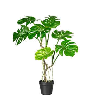 
Van origine komen de meeste Philodendron soorten uit het regenwoud van Centraal en Zuid-Amerika. Daar is hij als klimplant en hangplant te zien. Kenmerkend aan de Split Philodendron zijn de grote 'gespleten' bladeren, ook wel gaten bladeren genoemd. Het is een plant die door haar elegantie in vele ruimtes als decoratie kan dienen. Denk aan de entree van een gebouw, publieke ruimtes of op kantoor. Maar ook in de woonkamer brengt deze kunstplant direct een fijne sfeer in huis.Deze sierlijke Split Philodendron is 75 cm hoog en heeft 8 grote diepgroene bladeren. Door het model vul je met deze plant snel een lege ruimte op. De nepplant is geschikt voor binnengebruik en wordt geleverd in een zwarte kweekpot van ongeveer 15x13 cm. Zo kun je de plant eenvoudig in iedere gewenste sierpot plaatsen. Ter inspiratie is een foto bijgevoegd waarbij de kunstplant in een sierpot staat.Kenmerken Kopu® Kunstplant Split Philodendron 75 cm Product: Kunstplant Split Philodendron Kleur: Groen Totaal hoogte plant: 75 cm Met 8 levensechte bladeren Materiaal bladeren: 100% kunststof Inclusief kweekpot van ca. 15x13 cm Eenvoudig in onderhoud Hoogwaardige kwaliteitKopu® kunstplanten voor thuis en op kantoorKopu® is gespecialiseerd in kunstplanten van hoogwaardige kwaliteit. Overweeg je een kunstplant te kopen, maar wil je er wel één die niet te onderscheiden is van echt? Het ruime assortiment van Kopu® biedt diverse soorten en maten kunstplanten en kunstbloemen. Wil je langdurig genieten van een mooie groene plant of bloemen, zonder ingewikkeld of tijdrovend onderhoud, kies dan voor Kopu®.Voordelen van kunstplanten / kunstbloemen Onderhoudsvrij Geschikt voor vochtige ruimtes Kunstplanten en kunstbloemen blijven jaren mooi - Afmeting: 48 cm - Kleur: Groen - Materiaal: Kunststof