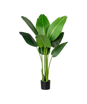 
Deze mooie grote Strelitzia Nicolai kunstplant is maar liefst 120 cm hoog en is de de perfecte groene kunstplant om een grote ruimte te breken, zoals een woonkamer of kantoorruimte. Hij is heel mooi uitgevoerd met bladeren die echt aanvoelen en een mooie diepe kleur hebben. De plant wordt geleverd met een kunststof pot, die je eenvoudig in een sierpot te plaatsen die je zelf mooi vindt (doorsnede ca 13 cm en hoogte ca 15 cm of groter).Door de gedetailleerde bladeren en het real touch blad heb je niet direct de idee dat het hier om een kunst plant gaat. Maar je hebt wel de voordelen van een kunstplant in onderhoud en levensduur! Kenmerken Kopu®  Kunstplant Strelitzia Nicolai 120 cm - Paradijsvogelplant: Product: Strelitza Nicolai  Kleur: Groen Aantal bladeren: 8 Totaal hoogte: 120 cm Voorzien van kunststof binnenpot Afmeting pot 13x15 cm Bodem voorzien van kunstaarde Materiaal  100% Polyester Eenvoudig in onderhoud Hoogwaardige kwaliteitDe foto's waarbij de plant in een sierpot zit (grijs en matzwart) zijn ter inspiratie. de plant wordt zonder sierpot geleverd.Kopu® kunstplanten voor thuis en op kantoorKopu® is gespecialiseerd in kunstplanten van hoogwaardige kwaliteit. Overweeg je een kunstplant te kopen, maar wil je er wel één die niet te onderscheiden is van echt? Het ruime assortiment van Kopu® biedt diverse soorten en maten kunstplanten en kunstbloemen. Wil je langdurig genieten van een mooie groene plant of bloemen, zonder ingewikkeld of tijdrovend onderhoud, kies dan voor Kopu®.Voordelen van kunstplanten / kunstbloemen Onderhoudsvrij Geschikt voor vochtige ruimtes Kunstplanten en kunstbloemen blijven jaren mooi - Afmeting: 48 cm - Kleur: Groen - Materiaal: Kunststof