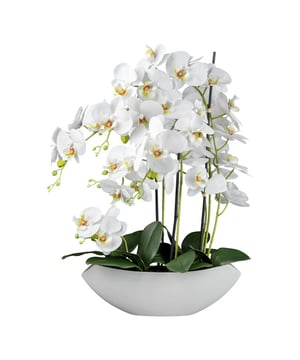 
Phalaenopsis in keramiek schaal, 63 cm, wit - kunstplant. Haal tijdloze elegantie in huis met de artistieke Phalaenopsis in een stijlvolle keramieken schaal. Met een hoogte van 63 cm is deze betoverende kunstplant een echte highlight voor ieder interieur.De kunstig vormgegeven Phalaenopsis maakt indruk met de levensechte weergave van de luxueuze orchideebloemen. De witte bloemblaadjes en realistisch ontworpen bladeren en stengels voegen een subtiele frisheid en schoonheid toe aan uw ruimte die altijd groen blijft.De plant staat in een moderne, witte keramieken schaal, die er niet alleen elegant uitziet, maar ook nog eens veelzijdig te combineren is. Of het nu in de woonkamer, entree of kantoor is - deze phalaenopsis past harmonieus in elke omgeving.Ideaal voor iedereen die de charme van orchideeën waardeert maar geen groene vingers heeft. De kunstplant heeft geen verzorging nodig, maar blijft altijd in volle bloei. Ideaal dus. Leuk om cadeau te geven en te krijgen. Staat ook goed op kantoor op de bali of vergadertafel.Kenmerken Kopu® Orchidee 4-tak in pot 63 cm Product: Orchidee/Phalenopsis  Kleur: Wit Totaal hoogte: 63 cm Afmetingen plant: ca. 45 cm breed, 30 cm diep Afmetingen pot: 37 cm breed, 10 cm diep Hoogte pot: ca 9 cm Aantal takken: 4 20 witte bloemen (real touch), 13 knoppen Aantal bladeren: 10 groene bladeren Materiaal 100% polyester Inclusief keramieke pot Afmeting pot: ca 37x11x9 cm Hoogwaardige kwaliteitKopu® kunstplanten voor thuis en op kantoorKopu® is gespecialiseerd in kunstplanten van uitstekende kwaliteit. Overweeg je een kunstplant te kopen, maar wil je er wel een die echt lijkt en mooi blijft? Je hebt een ruime keuze in ons ruime assortiment kunstplanten en kunstbloemen.  Wil je genieten van een mooie groene plant of bloemen, maar niet het lastige en tijdrovende onderhoud ervan hebben, dan zit je goed met de planten van Kopu®.Voordelen van kunstplanten / -bloemenOnderhoudsvrijGeschikt voor vochtige ruimte Kunstplanten en kunstbloemen blijven jaren mooi - Afmeting: L - Kleur: Wit - Materiaal: Kunststof