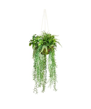 
Met deze prachtige hangende kunstplant krijg je een eyecatcher in je interieur! De kunsthangplant is ca 80 cm lang en voorien van een mix van planten. Het wordt geleverd met een ophangtouw welke je zelf nog eens zou kunnen verlengen als je hem meer lengte wilt geven. Onderscheidend bij deze hangplant is de zeer volle uitvoering met de vele bladeren en een gemengde plantenset heeft.Hangplanten zijn erg in trek omdat het goed past in de urban jungle style. Maar water geven is niet zo praktisch bij hangplanten en daarom wordt veelal gekozen voor kunstplanten. Ook omdat die tegenwoordig haast niet van echt te onderscheiden zijn.De Philodendron is een populaire kamerplant met hartvormige groene bladeren. Van origine komen de meeste Philodendron soorten uit het regenwoud van Centraal en Zuid-Amerika. Daar is hij als klimplant en hangplant te zien. Kenmerken Kopu® Hangplant 80 cm: Product: Hangplant  Kleur: Groen Totaal hoogte plant: 80 cm, breedte ca. 30 cm Inclusief touwlengte ca 115 cm  Inclusief pot Hoogte pot: ca 15 cm Zeer eenvoudig in onderhoud Hoogwaardige kwaliteitKopu® kunstplanten voor thuis en op kantoorKopu® is gespecialiseerd in kunstplanten van uitstekende kwaliteit. Overweeg je een kunstplant te kopen, maar wil je er wel een die echt lijkt en mooi blijft? Je hebt veel keuze door ons ruime assortiment kunstplanten en kunstbloemen.  Wil je genieten van een mooie groene plant of bloemen, maar niet het lastige en tijdrovende onderhoud ervan hebben, dan zit je goed met de planten van Kopu®.Voordelen van kunstplantenOnderhoudsvrij; je hoeft ze geen water te gevenGeschikt voor vochtige ruimte Kunst hangplanten blijven jarenlang mooi - Afmeting: 48 cm - Kleur: Groen - Materiaal: Kunststof