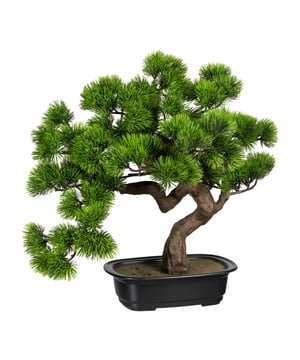 
Deze Pijnboom Bonsai van ca 40 cm hoogte en 20 cm diepteis mooi en blijft mooi. Hij wordt geleverd met een mat zwarte harde pot zodat hij meteen af is en neergezet kan worden. Je ziet bij deze bonsai heel goed hij heel erg mooi gedetailleerd is en het verouderingsproces nagebootst is van de boom. Bonsai spreken al eeuwen tot de verbeelding. Maar het onderhoud houdt mensen vaak tegen. Dat hoeft nu niet meer want deze kunstplanten behoeven alleen een beetje afstoffen mocht er stof op gekomen zijn. Verder heb je geen onderhoud. Zoek je een mooie Bonsai, dan is dit een goede keuze. Deze is gemaakt in de Semi cascade Bonsai stijl (Han-kengai), de hangende bonsai. Alsof hij op een rotspunt gestaan heeft en veel wind heeft gehad.Kenmerken Kopu® Pijboom Bonsai 40: Product: Chokkan Bonsai in cederKleur: Groene naalden, bruine stamTotaal hoogte plant: 40 cmDiepte plant ca 20 cmInclusief pot, matzwart uitgevoerdHoogte pot: ca 10 cmGemaakt in Han-kengai styleEenvoudig in onderhoudHoogwaardige kwaliteitKopu® kunstplanten voor thuis en op kantoorKopu® is gespecialiseerd in kunstplanten van uitstekende kwaliteit. Overweeg je een kunstplant te kopen, maar wil je er wel een die echt lijkt en mooi blijft? Je hebt veel keuze door ons ruime assortiment kunstplanten en kunstbloemen.  Wil je genieten van een mooie groene plant of bloemen, maar niet het lastige en tijdrovende onderhoud ervan hebben, dan zit je goed met de planten van Kopu®.Voordelen van kunstgrasOnderhoudsvrij, alleen stofvrij houdenGeschikt voor vochtige ruimte Jarenlang plezier; een kunst bonsai blijft jarenlang mooi - Afmeting: 48 cm - Kleur: Groen - Materiaal: Kunststof