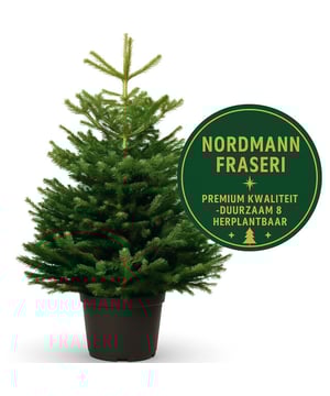 
De Nordmann Fraseri kerstbomen staan al jaren bekend om hun kwaliteit. Kenmerkend voor deze populaire kerstboom is zijn diepgroene kleur en naaldvastheid. Zijn mooie stevige naalden hebben een karaktervolle geur maar prikken niet. De Nordmann Fraseri heeft een volle symmetrische vorm en komt rechtstreeks van onze kwekers! Ze laten bijna geen naald vallen! Naalden: Zacht, plat en stompe naalden die niet prikken. Aan de onderkant van de naalden bevinden zich twee witte strepen. Vorm: Een mooie, dichte en conische vorm. Naalduitval: De naalden vallen minder snel uit dan bij andere boomsoorten, waardoor de boom langer mooi blijft. Kleuren: Heeft een mooie groene kleur. De Nordmann Fraseri kerstbomen worden veelal binnen gebruikt, doordat de kerstboom een kluit heeft zal deze niet in een standaard geplaatst te hoeven worden. Natuurlijk kan de kerstboom ook buiten geplaatst worden. De boom is onder op z'n breedste rond de 100cm in doorsnede. Om de overgang van klimaat zo goed mogelijk te laten verlopen is het verstandig de boom een nacht te acclimatiseren in een kouder vertrek bijvoorbeeld in een schuur / garage. Hierdoor verliest de boom een minimale hoeveelheid aan naalden.   U krijgt een Vers Garantie certificaat met gekapte datum! Geen retour garantie..... Afmeting: 150x100x150 cm