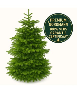 
 Nordmann Kerstboom – 4 - 4,5 meter | De Koning onder de Kerstbomen Op zoek naar een echte eyecatcher voor de feestdagen? Deze extra grote Nordmann spar van 4 meter is de absolute topper voor wie groots wil uitpakken met Kerst!  Kenmerken Hoogte: ongeveer 4 meter Diepgroene kleur en volle naalden Brede, stevige takken – geschikt voor zware versieringen Naaldvast: blijft lang mooi en fris Rechtstreekse import uit Sauerland – zonder tussenhandel Inclusief versgarantiecertificaat met kapdatum  Verzorgingstips Laat de boom een dag acclimatiseren in een koele ruimte (garage of schuur) vóór je hem binnen zet. Vermijd plaatsing bij verwarming – warmte versnelt uitdroging. Plaats de boom in een stevige standaard met waterreservoir en geef regelmatig water. ⭐ Waarom kiezen voor deze Nordmann? De Nordmann is dé favoriet onder kerstbomen dankzij zijn prachtige vorm, naaldvastheid en luxe uitstraling. Deze vier meter hoge versie is ideaal voor grote woonruimtes, ontvangsthallen of bedrijfsruimtes waar je echt indruk wilt maken. Let op: dit is een echte, gezaagde Nordmann kerstboom. Geen retour mogelijk. Afmeting: 250x250x450 cm