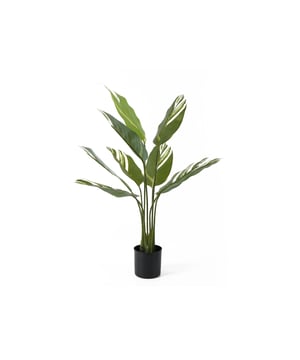 
De Calathea kunstplant van Present Time tovert je huis om in een groene oase. Wie geen groene vingers heeft, maar wél dol is op een portie groen in huis, heeft hierbij de perfecte match gevonden. Fleur dat lege plekje in huis op! En extrafijn: op wat afstoffen na heb je er geen omijken meer naar. Stijl de Calathea van Present Time met de andere kamerplanten uit de serie. - Afmeting: 63x63x90 - Kleur: Groen - Materiaal: Kunststof