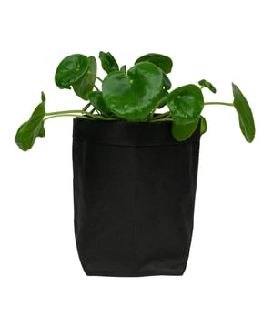 
Breng sfeer aan in huis met een plantenzak Bloemen en planten brengen veel sfeer met zich mee. Vrolijk gekleurde bloemen of rustgevende groene planten passen in elk interieur. Om het plaatje af te maken, zet je de planten in mooie bloempotten voor binnen. Wil je een keer iets anders dan de standaard bloempot? Kies dan voor deze prachtige kraftpapier plantenzak van QUVIO. De plantenzak heeft een unieke uitstraling, waardoor het zeker een aanwinst zal zijn voor jouw interieur. Het past prima in een modern ingerichte woning, maar staat ook fantastisch bij een natuurlijke of meer bohemian inrichting.  Producteigenschappen Merk: QUVIO Plantenzak gemaakt van kraftpapier Afmeting: 10 x 10 x 20 cm (lxbxh) Kleur: Zwart Gebruik binnenshuis  Perfecte bloempotten voor een strak interieur De zwarte plantenzak van kraftpapier heeft een strak en modern uiterlijk. Hierdoor staat deze bloempot prachtig in een modern interieur. De plantenzak is gemakkelijk te combineren met andere bloempotten en staat mooi bij diverse soorten planten. Het is een leuke aanwinst in de woonkamer, maar staat ook leuk op de slaapkamer. Of vul de plantenzak met een kruidenplantje en zet deze in de keuken. Zo creëer je je eigen kleine kruidentuintje binnen. Het zwarte kraftpapier heeft een natuurlijke uitstraling en laat zich daardoor goed combineren.  Stevig kraftpapier voor lang plezier Het kraftpapier van deze plantenzak is stevig en gaat daardoor lang mee. Zo geniet je lange tijd van de mooie bloempot voor binnen. Gebruik meerdere plantenzakken in je interieur om een rustgevend en samenhangend geheel te creëren. Door de plantenzakken te vullen met dezelfde of juist veel verschillende planten geef je je eigen draai aan deze bijzondere bloempotten. Welke plant krijgt bij jou een plekje in deze unieke plantenzak?Materiaal: KraftpapierKleur: ZwartAfmetingen: Hoogte: 20CM x breedte: 10CM x Lengte: 10CM