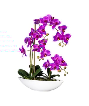
Deze mooie kunst orchidee, of Phalaenopsis in het Latijns, in de kleur fuchsia roze heeft 4 volle takken met vele bloemen. Het materiaal is van hoge kwaliteit; de 'real touch' bloemen en bladeren voelen dan ook als echte bladeren. De bodem is bedekt met steentjes. Door het gebruik van diverse groentinten, de nerven in de bladeren en de diepe kleuren is deze kunstplant niet van echt te onderscheiden. Deze prachtige nepbloem wordt geleverd in een mooie witte schaal van keramiek. Je kunt dus direct van de orchidee genieten. De takken en bladeren kun je in iedere gewenste vorm buigen om zo nog meer een natuurgetrouwe uitstraling te creëren. Van deze Phalaenopsis kunstplant heb je gegarandeerd jarenlang plezier. Ze verkleurt niet in de zon en heeft weinig onderhoud nodig, alleen af en toe afstoffen is genoeg. Orchideeën zijn tijdloze bloemen en daarom ook een ideale sfeermaker voor kantoor, praktijk- of wachtruimte.Kenmerken Kopu® Orchidee 4-tak in pot 60 cm Product: Orchidee/Phalaenopsis  Kleur: Fuchsia roze Totaal hoogte: 60 cm Afmetingen plant: ca. 45 cm breed, 30 cm diep Afmetingen pot: 37 cm breed, 10 cm diep Hoogte pot: ca 9 cm Aantal takken: 4 20 roze bloemen (real touch), 13 knoppen Aantal bladeren: 10 groene bladeren Materiaal 100% polyester Inclusief keramieke pot Afmeting pot: ca 37x11x9 cm Hoogwaardige kwaliteitKopu® kunstplanten voor thuis en op kantoorKopu® is gespecialiseerd in kunstplanten van hoogwaardige kwaliteit. Overweeg je een kunstplant te kopen, maar wil je er wel één die niet te onderscheiden is van echt? Het ruime assortiment van Kopu® biedt diverse soorten en maten kunstplanten en kunstbloemen. Wil je langdurig genieten van een mooie groene plant of bloemen, zonder ingewikkeld of tijdrovend onderhoud, kies dan voor Kopu®.Voordelen van kunstplanten / kunstbloemen Onderhoudsvrij Geschikt voor vochtige ruimtes Kunstplanten en kunstbloemen blijven jaren mooi - Afmeting: L - Kleur: Roze - Materiaal: Kunststof