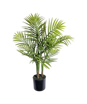 
De Chamaedorea, in het Nederlands vaak Bergpalm of Dwergpalm genaamd, is een kleine palm. Hij komt oorspronkelijk uit Mexico. Deze kunstpalm past eigenlijk in ieder interieur. De heldergroene varens en het speelse uiterlijk zorgen direct voor een warme groene sfeer. Handig is ook dat je geen rekening hoeft te houden met de plek waar je deze Bergpalm neerzet. Of dit nu een plaaats is met veel of weinig licht, deze varens zullen niet bruin worden. Je kunt jarenlang genieten van deze mooie nepplant, thuis of kantoor. Deze kunst Bergpalm heeft 3 stammen en 12 levensechte varen. Levensecht door de hoogwaardige materialen die gebruikt worden, de natuurgetrouwe kleuren en details. Voor het onderhoud zijn geen groene vingers vereist, alleen af en toe afstoffen is voldoende. De palm is geschikt voor binnengebruik en wordt geleverd in een zwarte kunststofpot. Zo kun je de Bergpalm direct in jouw favoriete sierpot neerzetten.  De foto van de Bergpalm in een witte sierpot is ter inspiratie. Kenmerken Kopu® Kunstplant Bergpalm 65 cm Product: Kunstplant Bergpalm  Kleur: Groen Totaal hoogte plant: 65 cm Met 12 levensechte varens Materiaal bladeren: 100% kunststof Inclusief kweekpot van ca. 12.5x11.5 cm met kunstaarde Eenvoudig in onderhoud Hoogwaardige kwaliteitKopu® kunstplanten voor thuis en op kantoorKopu® is gespecialiseerd in kunstplanten van hoogwaardige kwaliteit. Overweeg je een kunstplant te kopen, maar wil je er wel één die niet te onderscheiden is van echt? Het ruime assortiment van Kopu® biedt diverse soorten en maten kunstplanten en kunstbloemen. Wil je langdurig genieten van een mooie groene plant of bloemen, zonder ingewikkeld of tijdrovend onderhoud, kies dan voor Kopu®.Voordelen van kunstplanten / kunstbloemen Onderhoudsvrij Geschikt voor vochtige ruimtes Kunstplanten en kunstbloemen blijven jaren mooi - Afmeting: 48 cm - Kleur: Groen - Materiaal: Kunststof