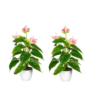 
Deze set van 2 stuks kunst Anthurium zijn ieder 40 cm hoog en hebben maar liefst 18 diepgroene bladeren en 3 roze bloemen. Door het gebruik van hoogwaardige materialen en toepassen van details op blad en bloem, is deze plant niet van echt te onderscheiden.  De nepplant wordt geleverd in een witte bloempot, dus je kunt direct genieten van deze mooie plant. Het grote voordeel is dat je voor altijd kunt genieten van de fleurige bloemen die niet uitgebloeid raken. En hoe fijn is het dat deze plant nagenoeg geen onderhoud nodig heeft? Alleen af en toe afstoffen is voldoende.De Anthurium noemen wij in Nederland ook wel de Flamingoplant. Dat komt vast door de elegant sierlijke hoge rode bloemen die boven de bladeren uitsteken. De plant vindt zijn oorsprong in Zuid-Amerika, vandaar de subtropische uitstraling. Kenmerken Kopu® Kunstplant Anthurium 40cm Product: Kunstplant Anthurium  Kleur: Groen Set van 2 stuks Totaal hoogte plant: 40 cm Met 18 levensechte bladeren en 3 roze bloemen Materiaal bladeren: 100% kunststof Inclusief witte bloempot van ca. 10x9 cm Eenvoudig in onderhoud Hoogwaardige kwaliteitKopu® kunstplanten voor thuis en op kantoorKopu® is gespecialiseerd in kunstplanten van hoogwaardige kwaliteit. Overweeg je een kunstplant te kopen, maar wil je er wel één die niet te onderscheiden is van echt? Het ruime assortiment van Kopu® biedt diverse soorten en maten kunstplanten en kunstbloemen. Wil je langdurig genieten van een mooie groene plant of bloemen, zonder ingewikkeld of tijdrovend onderhoud, kies dan voor Kopu®.Voordelen van kunstplanten / kunstbloemen Onderhoudsvrij Geschikt voor vochtige ruimtes Kunstplanten en kunstbloemen blijven jaren mooi - Afmeting: 48 cm - Kleur: Roze - Materiaal: Kunststof