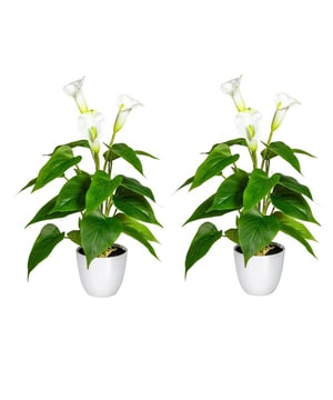 
Deze set van 2 stuks kunst Calla zijn ieder 44 cm hoog en hebben maar liefst 18 diepgroene bladeren en 3 witte bloemen. Door het gebruik van hoogwaardige materialen en toepassen van details op blad en bloem, is deze plant niet van echt te onderscheiden.  De nepplant wordt geleverd in een witte bloempot, dus je kunt direct genieten van deze mooie plant. Het grote voordeel is dat je voor altijd kunt genieten van de fleurige bloemen die niet uitgebloeid raken. En hoe fijn is het dat deze plant nagenoeg geen onderhoud nodig heeft? Alleen af en toe afstoffen is voldoende.De Calla noemen wij in Nederland ook wel de Bekerplant, of naar de latijnse naam, Zantedeschia. Dat komt vast door de elegant sierlijke hoge bloemen die boven de bladeren uitsteken. De plant vindt zijn oorsprong in Zuid-Afrika, vandaar de tropische uitstraling. Kenmerken Kopu® Kunstplant Calla 44cm Product: Kunstplant Calla - Zantedeschia Kleur: Groen Set van 2 stuks Totaal hoogte plant: 44 cm Met 18 levensechte bladeren en 3 witte bloemen Materiaal bladeren: 100% kunststof Inclusief witte bloempot van ca. 10x9 cm Eenvoudig in onderhoud Hoogwaardige kwaliteitKopu® kunstplanten voor thuis en op kantoorKopu® is gespecialiseerd in kunstplanten van hoogwaardige kwaliteit. Overweeg je een kunstplant te kopen, maar wil je er wel één die niet te onderscheiden is van echt? Het ruime assortiment van Kopu® biedt diverse soorten en maten kunstplanten en kunstbloemen. Wil je langdurig genieten van een mooie groene plant of bloemen, zonder ingewikkeld of tijdrovend onderhoud, kies dan voor Kopu®.Voordelen van kunstplanten / kunstbloemen Onderhoudsvrij Geschikt voor vochtige ruimtes Kunstplanten en kunstbloemen blijven jaren mooi - Afmeting: 48 cm - Kleur: Wit - Materiaal: Kunststof
