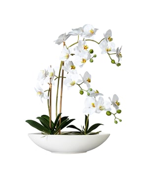 
Deze kunstplant Orchidee, ook wel op zijn latijns als Phalaenopsis geheten, heeft  4 volle takken met witte bloemen. De orchidee wordt geleverd in combinatie met een mooie witte keramische schaal, zodat het een eyecatcher is en je hem direct neer kunt zetten waar je hem wilt hebben. De hoogte is 60 cm. Versier eenvoudig je tafel, vensterbank, plank of receptiebalie met deze op de natuur gebaseerde orchidee. Hoge kwaliteit: Deze orchidee heeft zogenaamde ‘real touch’ bladeren en bloemen wat zoveel zegt dat je als het ware het echte gevoel krijgt als je de bladeren of bloemen voelt. Orchideeën zijn zeer gewaardeerde kunstplanten omdat ze een tropische sfeer meebrengen, een mooie maar grillige uitstraling hebben. Waar ze 10 jaar geleden als ouderwets werden bestempeld zie je ze nu juist veel terug in kantoren en design omgevingen.Kenmerken Kopu® Orchidee 4-tak in pot 60 cm Product: Orchidee/Phalenopsis  Kleur: Wit Totaal hoogte: 60 cm Afmetingen plant: ca. 45 cm breed, 30 cm diep Afmetingen pot: 37 cm breed, 10 cm diep Hoogte pot: ca 9 cm Aantal takken: 4 20 witte bloemen (real touch), 13 knoppen Aantal bladeren: 10 groene bladeren Materiaal 100% polyester Inclusief keramieke pot Afmeting pot: ca 37x11x9 cm Hoogwaardige kwaliteitKopu® kunstplanten voor thuis en op kantoorKopu® is gespecialiseerd in kunstplanten van uitstekende kwaliteit. Overweeg je een kunstplant te kopen, maar wil je er wel een die echt lijkt en mooi blijft? Je hebt een ruime keuze in ons ruime assortiment kunstplanten en kunstbloemen.  Wil je genieten van een mooie groene plant of bloemen, maar niet het lastige en tijdrovende onderhoud ervan hebben, dan zit je goed met de planten van Kopu®.Voordelen van kunstplanten / -bloemenOnderhoudsvrijGeschikt voor vochtige ruimte Kunstplanten en kunstbloemen blijven jaren mooi - Afmeting: L - Kleur: Wit - Materiaal: Kunststof
