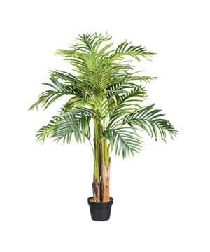 
De Areca palm wordt ook wel de Goudpalm genoemd. En dat is niet voor niets. Kijk maar naar deze schitterende palm, vol met sierlijke varens, hij trekt direct de aandacht! Deze nep Arecapalm is niet van echt te onderscheiden. Het materiaal is van hoge kwaliteit; deze palm heeft zogenaamde ‘real touch’ varens. De basis wordt gevormd door 3 dikke stammen waar de vele takken uit naar boven komen. De stam is met kokos omwikkeld waardoor hij natuurlijk lijkt. Ze lijken niet alleen echt, maar voelen ook als echte bladeren. Het is een volle palm die door haar elegantie in vele ruimtes als decoratie kan dienen. Denk aan de entree van een gebouw, publieke ruimtes of op kantoor. Maar ook in de woonkamer brengt deze kunstplant direct een fijne sfeer in huis. Door de hoogte van maar liefst 130 cm vul je met deze Arecapalm snel een lege ruimte op. De nepplant is geschikt voor binnengebruik en wordt geleverd in een zwarte kweekpot. Zo kun je de plant eenvoudig in iedere gewenste sierpot plaatsen.  Groene vingers zijn niet nodig, je moet de palm alleen af en toe afstoffen.Kenmerken Kopu® Kunstplant Arecapalm 130 cm Product: Kunstplant Arecapalm  Kleur: Groen Totaal hoogte plant: 130 cm Met 3 dikke stammen en 15 'real touch' varen bladeren Materiaal bladeren: 100% kunststof Inclusief kweekpot 19x17cm, zonder sierpot Eenvoudig in onderhoud Hoogwaardige kwaliteitKopu® kunstplanten voor thuis en op kantoorKopu® is gespecialiseerd in kunstplanten van hoogwaardige kwaliteit. Overweeg je een kunstplant te kopen, maar wil je er wel één die niet te onderscheiden is van echt? Het ruime assortiment van Kopu® biedt diverse soorten en maten kunstplanten en kunstbloemen. Wil je langdurig genieten van een mooie groene plant of bloemen, zonder ingewikkeld of tijdrovend onderhoud, kies dan voor Kopu®.Voordelen van kunstplanten / kunstbloemen Onderhoudsvrij Geschikt voor vochtige ruimtes Kunstplanten en kunstbloemen blijven jaren mooi - Afmeting: 48 cm - Kleur: Groen - Materiaal: Kunststof