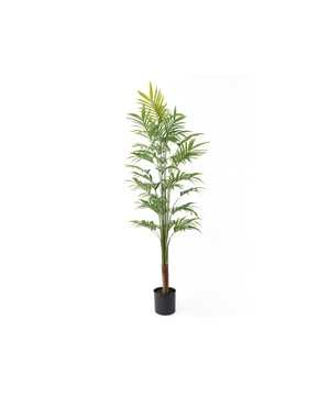 
De Gold Palm Tree kunstplant van Present Time tovert je huis om in een groene oase. Wie geen groene vingers heeft, maar wél dol is op een portie groen in huis, heeft hierbij de perfecte match gevonden. Fleur dat lege plekje in huis op! En extrafijn: op wat afstoffen na heb je er geen omijken meer naar. Stijl de Gold Palm Tree van Present Time met de andere kamerplanten uit de serie. - Afmeting: 65x65x160 - Kleur: Groen - Materiaal: Kunststof
