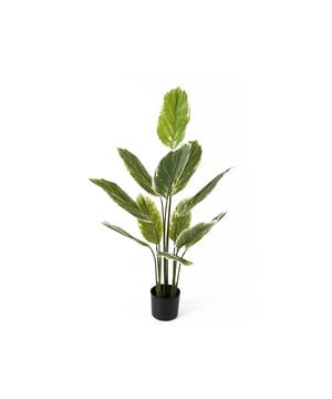 
De Calathea kunstplant van Present Time tovert je huis om in een groene oase. Wie geen groene vingers heeft, maar wél dol is op een portie groen in huis, heeft hierbij de perfecte match gevonden. Fleur dat lege plekje in huis op! En extrafijn: op wat afstoffen na heb je er geen omijken meer naar. Stijl de Calathea van Present Time met de andere kamerplanten uit de serie. - Afmeting: 70x70x116 - Kleur: Groen - Materiaal: Kunststof