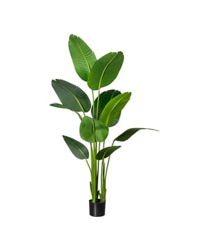 
De Paradijsvogelplant, oftewel de Strelitzia Nicolai, is een stamloze plant en heeft mooie lange breed uitlopende bladeren. Zo ook deze grote kunst Strelitzia Nicola die niet van echt te onderscheiden is. De bladeren voelen door de details echt aan en hebben een mooie diepe groene kleur. De plant is maar liefst 160 cm hoog en dus een ware eyecatcher. Ideaal om te plaatsen in een grote hoge ruimte zoals een hal of entree. Maar ook in een kantoor- of praktijkruimte en zelfs in de woonkamer is het de perfecte groene kunstplant om een grote ruimte te breken. De plant wordt geleverd in een zwarte kunststof pot, die je eenvoudig in een sierpot kunt plaatsen die je zelf mooi vindt (doorsnede ca 13 cm en hoogte ca 15 cm of groter).Kenmerken Kopu® Kunstplant Strelitzia Nicolai 160 cm - Paradijsvogelplant: Product: Strelitza Nicolai  Kleur: Groen Aantal bladeren: 10 Totaal hoogte: 160 cm Voorzien van kunststof binnenpot Afmeting pot 13x15 cm Bodem voorzien van kunstaarde Materiaal  100% Polyester Eenvoudig in onderhoud Hoogwaardige kwaliteitDe foto's waarbij de plant in een sierpot zit (grijs en matzwart) zijn ter inspiratie. de plant wordt zonder sierpot geleverd.Kopu® kunstplanten voor thuis en op kantoorKopu® is gespecialiseerd in kunstplanten van hoogwaardige kwaliteit. Overweeg je een kunstplant te kopen, maar wil je er wel één die niet te onderscheiden is van echt? Het ruime assortiment van Kopu® biedt diverse soorten en maten kunstplanten en kunstbloemen. Wil je langdurig genieten van een mooie groene plant of bloemen, zonder ingewikkeld of tijdrovend onderhoud, kies dan voor Kopu®.Voordelen van kunstplanten / kunstbloemen Onderhoudsvrij Geschikt voor vochtige ruimtes Kunstplanten en kunstbloemen blijven jaren mooi - Afmeting: 48 cm - Kleur: Groen - Materiaal: Kunststof