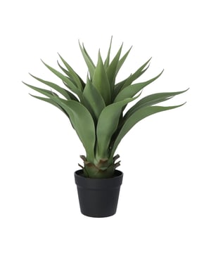 
Van oorsprong komt de Agave veel voor in Midden- en Noord-Amerika. De kenmerken van deze plant zijn de mooie blauwgroene kleur en de puntige gekartelde bladeren. De Agave kunstplant heeft het allemaal! Door de natuurgetrouwe kleuren en details in de bladeren is deze nepplant niet van echt te onderscheiden. Daarnaast is de kunst Agave ook nog eens makkelijk in onderhoud; alleen af en toe afstoffen is voldoende.De kunst Agave is 57 cm hoog en heeft maar liefst 25 levensechte bladeren. Of dit nu thuis, op kantoor, een wachtruimte of winkel is, deze volle nepplant vult direct een lege ruimte.  Door het robuuste uiterlijk voelt deze Agave zich goed thuis in stoere, industriële jungle interieurs. De plant wordt geleverd in een kunststof pot met een diameter van ongeveer 13 cm. Plaats hem in een passende sierpot die matcht met jouw inrichting.    Kenmerken Kopu® Kunstplant Agave 57 cm Product: Kunstplant Agave Kleur: Groen Totaal hoogte plant: 57 cm Met 25 levensechte bladeren Materiaal bladeren: 100% kunststof Inclusief kweekpot van ca. 15x13 cm met kunstaarde Eenvoudig in onderhoud Hoogwaardige kwaliteitKopu® kunstplanten voor thuis en op kantoorKopu® is gespecialiseerd in kunstplanten van hoogwaardige kwaliteit. Overweeg je een kunstplant te kopen, maar wil je er wel één die niet te onderscheiden is van echt? Het ruime assortiment van Kopu® biedt diverse soorten en maten kunstplanten en kunstbloemen. Wil je langdurig genieten van een mooie groene plant of bloemen, zonder ingewikkeld of tijdrovend onderhoud, kies dan voor Kopu®.Voordelen van kunstplanten / kunstbloemen Onderhoudsvrij Geschikt voor vochtige ruimtes Kunstplanten en kunstbloemen blijven jaren mooi - Afmeting: 48 cm - Kleur: Groen - Materiaal: Kunststof