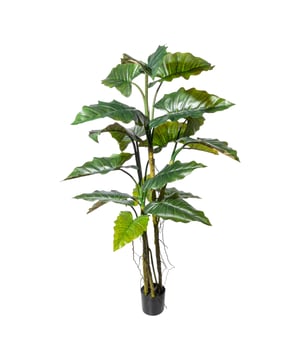 
De Colocasia is een tropische plant en heeft mooie grote bladeren. Deze lijken wel een beetje op olifantsoren. De bladeren hebben ieder hun eigen patroon en uitstraling. Zo ook deze grote kunst Colocasia die niet van echt te onderscheiden is. De bladeren voelen door de details echt aan en hebben een mooie groene tinten. De plant is maar liefst 180 cm hoog en heeft 19 bladeren, het is een ware eyecatcher. Ideaal om te plaatsen in een grote hoge ruimte zoals een hal of entree. Maar ook in een kantoor- of praktijkruimte en zelfs in de woonkamer is het de perfecte groene kunstplant om een grote ruimte te breken. De plant wordt geleverd in een zwarte kunststof pot, die je eenvoudig in een sierpot kunt plaatsen die je zelf mooi vindt.Het grootste voordeel is dat deze kunstplant weinig onderhoud nodig heeft, alleen af en toe afstoffen is voldoende. Ook hoef je geen rekening te houden met de standplaats of de hoeveelheid water. Ideaal voor als je geen groene vingers hebt, maar wel van groen in je huis houdt.Kenmerken Kopu® Kunstplant Colocasia 180 cm: Product: Colocasia  Kleur: Groen Aantal bladeren: 19 Totaal hoogte: 180 cm Voorzien van kunststof binnenpot Afmeting pot 16.5x14.5 cm Bodem voorzien van kunstaarde Materiaal 100% Polyester Eenvoudig in onderhoud Hoogwaardige kwaliteitDe foto waarbij de plant in een sierpot zit, is ter inspiratie. De plant wordt zonder sierpot geleverd.Kopu® kunstplanten voor thuis en op kantoorKopu® is gespecialiseerd in kunstplanten van hoogwaardige kwaliteit. Overweeg je een kunstplant te kopen, maar wil je er wel één die niet te onderscheiden is van echt? Het ruime assortiment van Kopu® biedt diverse soorten en maten kunstplanten en kunstbloemen. Wil je langdurig genieten van een mooie groene plant of bloemen, zonder ingewikkeld of tijdrovend onderhoud, kies dan voor Kopu®.Voordelen van kunstplanten / kunstbloemen Onderhoudsvrij Geschikt voor vochtige ruimtes Kunstplanten en kunstbloemen blijven jaren mooi - Afmeting: 48 cm - Kleur: Groen - Materiaal: Kunststof