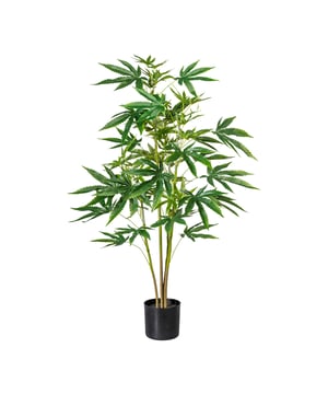 
Hennep is echt een Nederlands artikel natuurlijk en daarom kan dat natuurlijk niet in onze collectie kunstplanten missen. Het staat ook wel bekend als de Cannabis. Het is een mooi vertakte plant en daarom gewoon leuk om in de kamer te hebben staan of om cadeau te geven. De plant wordt geleverd met een kunststof pot, die je eenvoudig in een sierpot te plaatsen die je zelf mooi vindt.  (doorsnede ca 13 cm en hoogte ca 15 cm of groter). Leuk om in huis te hebben staan want het zorgt zeker voor gesrpreksstof, maar dus ook leuk om cadeau te geven!Kenmerken Kopu® Kunstplant Hennep 90 cm met zwarte Pot - 73 bladeren Product: Hennepplant Kleur: Groen Aantal bladeren: 73 Totaal hoogte: 90 cm Voorzien van kunststof binnenpot Afmeting pot 13x15 cm Materiaal  100% Polyester Eenvoudig in onderhoud Hoogwaardige kwaliteitDe foto's waarbij de plant in een sierpot zit (grijs) is ter inspiratie. de plant wordt zonder sierpot geleverd.Voordelen van kunstplantenOnderhoudsvrij, alleen stofvrij houdenGeschikt voor vochtige ruimte Jarenlang plezier; een kunstplant blijft jarenlang mooi - Afmeting: 48 cm - Kleur: Groen - Materiaal: Kunststof