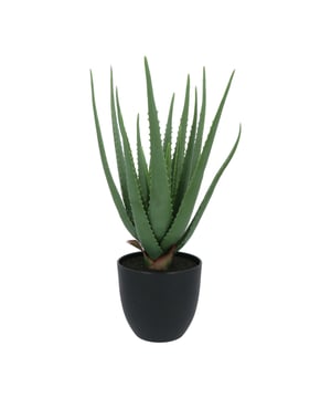 
De kunst Aloe Vera is 55 cm hoog en heeft maar liefst 17 levensechte bladeren. De doorsnede is ca 35cm. Door het ruwe uiterlijk past deze plant goed in stoere, industriële interieurs. Thuis, op kantoor of in een winkel, de plant komt overal goed tot zijn recht én is ook nog eens makkelijk in onderhoud. Af en toe afstoffen is voldoende. De plant wordt geleverd in een zwarte bloempot, dus neerzetten en genieten maar. Van oorsprong komt de Aloe Vera uit het Midden-Oosten. De kenmerken van deze plant zijn de mooie grijsgroene kleur en de verdikte bladeren die tandjes lijken te hebben. Het sap van de bladeren wordt gebruikt voor het maken van dranken, wondmiddelen, zonnebrand en cosmetica. Een plant die dus geliefd is om meerdere eigenschappen.Deze Aloe Vera kunstplant is niet van echt te onderscheiden. Door de natuurgetrouwe kleuren en details in de bladeren creëer je direct een Oosterse warme sfeer in huis. Daarnaast is de kunst Aloe Vera ook nog eens makkelijk in onderhoud; alleen af en toe afstoffen is voldoende.Kenmerken Kopu® Kunstplant Aloe Vera 55 cm Product: Kunstplant Aloe Vera Kleur: Groen Totaal hoogte plant: 55 cm Doorsnede: 35cm Met 17 levensechte bladeren Materiaal bladeren: 100% kunststof Inclusief zwarte bloempot van ca. 17.5x16.5 cm met kunstaarde Eenvoudig in onderhoud Hoogwaardige kwaliteitKopu® kunstplanten voor thuis en op kantoorKopu® is gespecialiseerd in kunstplanten van hoogwaardige kwaliteit. Overweeg je een kunstplant te kopen, maar wil je er wel één die niet te onderscheiden is van echt? Het ruime assortiment van Kopu® biedt diverse soorten en maten kunstplanten en kunstbloemen. Wil je langdurig genieten van een mooie groene plant of bloemen, zonder ingewikkeld of tijdrovend onderhoud, kies dan voor Kopu®.Voordelen van kunstplanten / kunstbloemen Onderhoudsvrij Geschikt voor vochtige ruimtes Kunstplanten en kunstbloemen blijven jaren mooi - Afmeting: 48 cm - Kleur: Groen - Materiaal: Kunststof