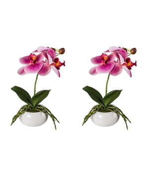 
U ontvangt 2 stuks roze kunstbloem orchidee met een hoogte van 27 cm, geleverd in een witte vaas. Deze orchidee wordt geleverd in combinatie met een mooie wit vaasje met en kuiltjes motief. De hoogte is circa 27 cm. Versier eenvoudig je tafel, vensterbank, wandplank of receptiebalie met deze orchidee. Hoge kwaliteit: .  Deze kunstplant Orchidee, ook wel op zijn latijns als Phalaenopsis geheten, heeft  een mooie volle tak met roze bloemen. Orchideeën zijn zeer gewaardeerde kunstplanten omdat ze een tropische sfeer meebrengen, een mooie maar grillige uitstraling hebben. Waar ze 10 jaar geleden als ouderwets werden bestempeld zie je ze nu juist veel terug in kantoren en design omgevingen.Kenmerken Kopu® Orchidee in vaas 27cm - 2 stuks : Product: Orchidee/Phalenopsis  Kleur: roze  Kwaliteit: Real Touch Totaal hoogte: 27 cm Hoogte pot: ca 8 cm, diameter 13 cm Aantal takken: 1 roze bloemen (real touch) Materiaal 100% Polyester Inclusief witte vaasKopu® kunstplanten voor thuis en op kantoorKopu® is gespecialiseerd in kunstplanten van uitstekende kwaliteit. Overweeg je een kunstplant te kopen, maar wil je er wel een die echt lijkt en mooi blijft? Je hebt een ruime keuze in ons ruime assortiment kunstplanten en kunstbloemen.  Wil je genieten van een mooie groene plant of bloemen, maar niet het lastige en tijdrovende onderhoud ervan hebben, dan zit je goed met de planten van Kopu®.Voordelen van kunstplanten / -bloemenOnderhoudsvrijGeschikt voor vochtige ruimte Kunstplanten en kunstbloemen blijven jaren mooi - Afmeting: L - Kleur: Roze - Materiaal: Kunststof
