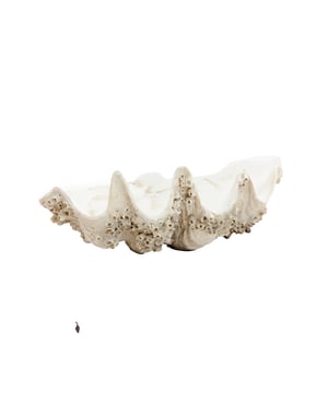 
Shop dit prachtige artikel van Light & LivingOrnament 52x28x18 cm SHELL crème+taupe is gemaakt en ontwerpen door het Nederlandse merk Light & Living.De belangrijkste kenmerken van het artikel zijn als volgt:Kleur: BruinProduct Lengte: 52Product Breedte: 28Producht Hoogte: 18Gewicht: 5Light & Living werd meer dan vijftig jaar geleden opgericht. We begonnen met het maken van lampenkappen in een kleine fabriekshal. Al snel kwamen daar lampen bij, zodat we een totaal verlichtingsconcept konden aanbieden. Na vele jaren actief te zijn geweest op de verlichtingsmarkt, zijn we gaan uitbreiden met betaalbare woonaccessoires en (klein)meubelen.Wij weten als geen ander dat thuis de plek is waar mensen zich vaak het prettigst voelen. Een eigen plek, ingericht met comfortabele meubels en sfeervolle verlichting. We denken graag met je mee. Daarom reizen we de hele wereld over op zoek naar de mooiste verlichting en woondecoratie. We zijn altijd op zoek naar dat ene speciale item waar ons hart sneller van gaat kloppen. Deze momenten leggen we vast en vertalen we naar onze producten.Twee keer per jaar presenteren we een nieuwe seizoenscollectie. Zo weten we je elke keer weer te inspireren! - Afmeting: 52x28x18 - Kleur: Bruin - Materiaal: Kunststof