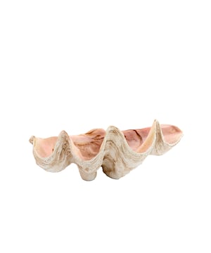 
Shop dit prachtige artikel van Light & LivingOrnament 41x25x17 cm SHELL taupe+koraal is gemaakt en ontwerpen door het Nederlandse merk Light & Living.De belangrijkste kenmerken van het artikel zijn als volgt:Kleur: BruinProduct Lengte: 41Product Breedte: 25Producht Hoogte: 17Gewicht: 5Light & Living werd meer dan vijftig jaar geleden opgericht. We begonnen met het maken van lampenkappen in een kleine fabriekshal. Al snel kwamen daar lampen bij, zodat we een totaal verlichtingsconcept konden aanbieden. Na vele jaren actief te zijn geweest op de verlichtingsmarkt, zijn we gaan uitbreiden met betaalbare woonaccessoires en (klein)meubelen.Wij weten als geen ander dat thuis de plek is waar mensen zich vaak het prettigst voelen. Een eigen plek, ingericht met comfortabele meubels en sfeervolle verlichting. We denken graag met je mee. Daarom reizen we de hele wereld over op zoek naar de mooiste verlichting en woondecoratie. We zijn altijd op zoek naar dat ene speciale item waar ons hart sneller van gaat kloppen. Deze momenten leggen we vast en vertalen we naar onze producten.Twee keer per jaar presenteren we een nieuwe seizoenscollectie. Zo weten we je elke keer weer te inspireren! - Afmeting: 41x25x17 - Kleur: Bruin - Materiaal: Kunststof