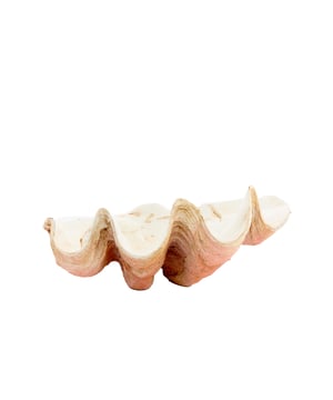 
Shop dit prachtige artikel van Light & LivingOrnament 41x25x17 cm SHELL koraal+crème is gemaakt en ontwerpen door het Nederlandse merk Light & Living.De belangrijkste kenmerken van het artikel zijn als volgt:Kleur: OranjeProduct Lengte: 41Product Breedte: 25Producht Hoogte: 17Gewicht: 5Light & Living werd meer dan vijftig jaar geleden opgericht. We begonnen met het maken van lampenkappen in een kleine fabriekshal. Al snel kwamen daar lampen bij, zodat we een totaal verlichtingsconcept konden aanbieden. Na vele jaren actief te zijn geweest op de verlichtingsmarkt, zijn we gaan uitbreiden met betaalbare woonaccessoires en (klein)meubelen.Wij weten als geen ander dat thuis de plek is waar mensen zich vaak het prettigst voelen. Een eigen plek, ingericht met comfortabele meubels en sfeervolle verlichting. We denken graag met je mee. Daarom reizen we de hele wereld over op zoek naar de mooiste verlichting en woondecoratie. We zijn altijd op zoek naar dat ene speciale item waar ons hart sneller van gaat kloppen. Deze momenten leggen we vast en vertalen we naar onze producten.Twee keer per jaar presenteren we een nieuwe seizoenscollectie. Zo weten we je elke keer weer te inspireren! - Afmeting: 41x25x17 - Kleur: Oranje - Materiaal: Kunststof