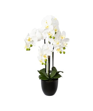 
Deze kunstplant Orchidee, ook wel op zijn latijns als Phalaenopsis geheten, heeft  3 mooie volle takken met witte bloemen. De orchidee wordt geleverd in combinatie met een mooie zwarte keramische sierpot, zodat het een eyecatcher is en je hem direct neer kunt zetten waar je hem wilt hebben. De hoogte is circa 65 cm. Versier eenvoudig je tafel, vensterbank, plank of receptiebalie met deze op de natuur gebaseerde orchidee. Hoge kwaliteit: Deze orchidee heeft zogenaamde ‘real touch’ bladeren en bloemen wat zoveel zegt dat je als het ware het echte gevoel krijgt als je de bladeren of bloemen voelt. Deze plant is verkrijgbaar in 3 kleuren bloemen; wit, roze en geel. Je kunt ze dus leuk combineren waarbij de basis uitstraling gelijk is maar de bloemkleuren anders zijn.Orchideeën zijn zeer gewaardeerde kunstplanten omdat ze een tropische sfeer meebrengen, een mooie maar grillige uitstraling hebben. Waar ze 10 jaar geleden als ouderwets werden bestempeld zie je ze nu juist veel terug in kantoren en design omgevingen.Kenmerken Kopu® Orchidee 3-tak in pot 69 cm Product: Orchidee/Phalenopsis  Kleur: Wit Totaal hoogte: 69 cm Afmetingen plant: ca. 25 cm doorsnede Hoogte pot: ca 14 cm, diameter 12 cm Aantal takken: 3 18 witte bloemen (real touch), 12 knoppen Aantal bladeren: 7 groene bladeren Materiaal 100% Polyester Inclusief zwarte keramieke pot Hoogwaardige kwaliteit Verkrijgbaar in 3 kleuren bloemen; wit, roze en geelKopu® kunstplanten voor thuis en op kantoorKopu® is gespecialiseerd in kunstplanten van uitstekende kwaliteit. Overweeg je een kunstplant te kopen, maar wil je er wel een die echt lijkt en mooi blijft? Je hebt een ruime keuze in ons ruime assortiment kunstplanten en kunstbloemen.  Wil je genieten van een mooie groene plant of bloemen, maar niet het lastige en tijdrovende onderhoud ervan hebben, dan zit je goed met de planten van Kopu®.Voordelen van kunstplanten / -bloemenOnderhoudsvrijGeschikt voor vochtige ruimte Kunstplanten en kunstbloemen blijven jaren mooi - Afmeting: L - Kleur: Wit - Materiaal: Kunststof