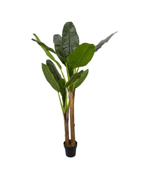 
Breng de Tropen in Huis Zonder Enige Moeite Voeg een exotische touch toe aan uw interieur met onze kunststof Musa, ook wel bekend als de nep bananenplant. Deze opvallende decoratie verandert elke kamer in een tropisch paradijs, perfect passend bij diverse interieurstijlen, van minimalistisch modern tot warm bohemien. Met een indrukwekkende afmeting van ø 45 x 160 cm maakt onze bananenplant een statement in elke ruimte, en dat alles zonder de noodzaak van dagelijkse verzorging. Eeuwig Groene Schoonheid: Onderhoudsvrije Bananenplant Onze kunststof Musa bananenplant biedt het hele jaar door een levendige groene uitstraling, imiteert de natuurlijke schoonheid van echte bananenplanten tot in perfectie, maar dan zonder de zorg en aandacht die deze normaal vereisen. Het is de ideale oplossing voor plantenliefhebbers die minder tijd hebben of voor wie niet gezegend is met groene vingers. Een Duurzame Toevoeging aan Uw Interieur Deze realistische nep bananenplant is niet alleen een blikvanger in uw woning of kantoor, maar ook een duurzame keuze die de tand des tijds moeiteloos doorstaat. In tegenstelling tot echte planten, hoeft u zich geen zorgen te maken over het vervangen van uw kunstplant, waardoor deze een kosteneffectieve en allergievriendelijke optie is. Perfect voor Elk Type Ruimte Of u nu uw woonkamer, slaapkamer, of kantoorruimte wilt opfleuren, onze kunststof Musa bananenplant is geschikt voor elk scenario. Ideaal voor drukbezette professionals, mensen met allergieën, of iedereen die op zoek is naar een onderhoudsvrije manier om hun omgeving te verrijken met groen. Transformeer Uw Ruimte Vandaag Nog Mis de kans niet om uw interieur te transformeren met het weelderige, tropische gevoel van onze onderhoudsvrije kunststof Musa bananenplant. Ontdek hoe eenvoudig het is om een levendige, groene sfeer in uw huis te brengen, zonder enige moeite. Bestel nu en laat u verrassen door de duurzaamheid, het gemak, en de schoonheid van onze levensechte kunstplant.