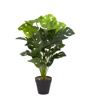
NATURN LIVING Kunststof Monstera Deliciosa - De Perfecte Onderhoudsvrije Oplossing voor Uw Interieur Bent u op zoek naar een stijlvolle en onderhoudsvrije toevoeging aan uw interieur? De NATURN LIVING Kunststof Monstera Deliciosa is de ideale oplossing. Met een hoogte van 70 cm en een diameter van 16,5 cm brengt deze realistische kunstplant de schoonheid van de natuur in uw huis, zonder de noodzaak voor onderhoud.   De NATURN LIVING Kunststof Monstera Deliciosa, ook wel bekend als de gatenplant of Swiss cheese plant, is vervaardigd met oog voor detail. De levensechte bladeren zijn zorgvuldig ontworpen om de iconische gaten en insnijdingen van een echte Monstera Deliciosa te repliceren. Deze kunstplant voegt een vleugje groen en elegantie toe aan elke ruimte, van woonkamers tot kantoren en zelfs slaapkamers.   Een van de grootste voordelen van deze kunstplant is het onderhoudsvrije karakter. In tegenstelling tot echte planten, vereist de NATURN LIVING Monstera Deliciosa geen water, zonlicht of speciale verzorging. Dit maakt het de perfecte keuze voor mensen met een drukke levensstijl, reizigers, of degenen die gewoon geen groene vingers hebben. Geniet van een altijd groene en frisse uitstraling zonder enige inspanning.   De NATURN LIVING Kunststof Monstera Deliciosa is niet alleen onderhoudsvrij, maar ook allergievriendelijk. Voor mensen met allergieën is dit een uitstekende manier om te genieten van de esthetische voordelen van planten zonder het risico van allergische reacties. De kunstplant is vervaardigd van hoogwaardige, niet-giftige materialen die veilig zijn voor zowel kinderen als huisdieren.   Deze nepplant is een veelzijdige toevoeging aan uw interieurdecoratie. Plaats de NATURN LIVING Monstera Deliciosa in een mooie pot op de grond, op een plantentafel, of gebruik het als een centraal decoratief stuk in uw woonkamer. Het voegt een natuurlijke en uitnodigende sfeer toe aan elke ruimte. Dankzij het compacte formaat (ø 16,5 x 70 cm) past de plant gemakkelijk in verschillende decoratiestijlen, van modern tot traditioneel.   Investeren in de NATURN LIVING Kunststof Monstera Deliciosa betekent kiezen voor duurzaamheid. Deze kunstplant gaat jarenlang mee zonder te verwelken of te verkleuren, wat het een kosteneffectieve optie maakt voor langdurige interieurdecoratie. U hoeft zich geen zorgen te maken over seizoensgebonden veranderingen of de noodzaak om de plant te vervangen.