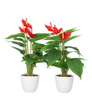
Deze set van 2 stuks kunst Anthurium zijn ieder 40 cm hoog en hebben maar liefst 18 diepgroene bladeren en 3 rode bloemen. Door het gebruik van hoogwaardige materialen en toepassen van details op blad en bloem, is deze plant niet van echt te onderscheiden.  De nepplant wordt geleverd in een witte bloempot, dus je kunt direct genieten van deze mooie plant. Het grote voordeel is dat je voor altijd kunt genieten van de fleurige bloemen die niet uitgebloeid raken. En hoe fijn is het dat deze plant nagenoeg geen onderhoud nodig heeft? Alleen af en toe afstoffen is voldoende.De Anthurium noemen wij in Nederland ook wel de Flamingoplant. Dat komt vast door de elegant sierlijke hoge rode bloemen die boven de bladeren uitsteken. De plant vindt zijn oorsprong in Zuid-Amerika, vandaar de subtropische uitstraling. Kenmerken Kopu® Kunstplant Anthurium 40cm Product: Kunstplant Anthurium  Kleur: Groen Set van 2 stuks Totaal hoogte plant: 40 cm Met 18 levensechte bladeren en 3 rode bloemen Materiaal bladeren: 100% kunststof Inclusief witte bloempot van ca. 10x9 cm Eenvoudig in onderhoud Hoogwaardige kwaliteitKopu® kunstplanten voor thuis en op kantoorKopu® is gespecialiseerd in kunstplanten van hoogwaardige kwaliteit. Overweeg je een kunstplant te kopen, maar wil je er wel één die niet te onderscheiden is van echt? Het ruime assortiment van Kopu® biedt diverse soorten en maten kunstplanten en kunstbloemen. Wil je langdurig genieten van een mooie groene plant of bloemen, zonder ingewikkeld of tijdrovend onderhoud, kies dan voor Kopu®.Voordelen van kunstplanten / kunstbloemen Onderhoudsvrij Geschikt voor vochtige ruimtes Kunstplanten en kunstbloemen blijven jaren mooi - Afmeting: 48 cm - Kleur: Groen - Materiaal: Kunststof