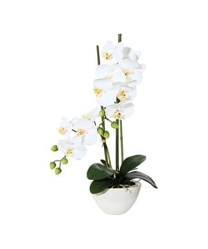 
Deze kunstplant Orchidee, ook wel op zijn latijns als Phalaenopsis geheten, heeft  2 mooie volle takken met witte bloemen. De orchidee wordt geleverd in combinatie met een mooie witte cement sierpot, zodat het een eyecatcher is en je hem direct neer kunt zetten waar je hem wilt hebben. De hoogte is circa 60 cm. Versier eenvoudig je tafel, vensterbank, plank of receptiebalie met deze op de natuur gebaseerde orchidee. Hoge kwaliteit: Deze orchidee heeft zogenaamde ‘real touch’ bladeren en bloemen wat zoveel zegt dat je als het ware het echte gevoel krijgt als je de bladeren of bloemen voelt. Orchideeën zijn zeer gewaardeerde kunstplanten omdat ze een tropische sfeer meebrengen, een mooie maar grillige uitstraling hebben. Waar ze 10-15 jaar geleden als ouderwets werden bestempeld zie je ze nu juist veel terug in kantoren en design omgevingen.Kenmerken Kopu® Orchidee 2-tak in cement pot 50 cm Product: Orchidee/Phalenopsis  Kleur: Wit Totaal hoogte: 50 cm Afmetingen plant: ca. 25 cm doorsnede Hoogte pot: ca 13 cm, diameter 11 cm Aantal takken: 2 12 witte bloemen (real touch), 8 knoppen Aantal bladeren: 6 groene bladeren en luchtwortels Materiaal 100% Polyester Inclusief witte cement pot Hoogwaardige kwaliteitKopu® kunstplanten voor thuis en op kantoorKopu® is gespecialiseerd in kunstplanten van uitstekende kwaliteit. Overweeg je een kunstplant te kopen, maar wil je er wel een die echt lijkt en mooi blijft? Je hebt een ruime keuze in ons ruime assortiment kunstplanten en kunstbloemen.  Wil je genieten van een mooie groene plant of bloemen, maar niet het lastige en tijdrovende onderhoud ervan hebben, dan zit je goed met de planten van Kopu®.Voordelen van kunstplanten / -bloemenOnderhoudsvrijGeschikt voor vochtige ruimte Kunstplanten en kunstbloemen blijven jaren mooi - Afmeting: L - Kleur: Wit - Materiaal: Kunststof