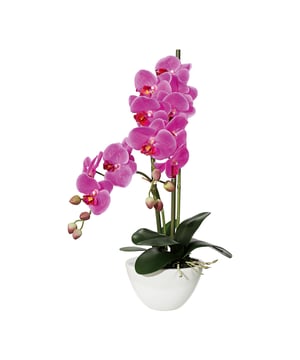 
Deze kunstplant Orchidee, ook wel op zijn latijns als Phalaenopsis geheten, heeft  2 mooie volle takken met paarse bloemen. De orchidee wordt geleverd in combinatie met een mooie witte cement sierpot, zodat het een eyecatcher is en je hem direct neer kunt zetten waar je hem wilt hebben. De hoogte is circa 60 cm. Versier eenvoudig je tafel, vensterbank, plank of receptiebalie met deze op de natuur gebaseerde orchidee. Hoge kwaliteit: Deze orchidee heeft zogenaamde ‘real touch’ bladeren en bloemen wat zoveel zegt dat je als het ware het echte gevoel krijgt als je de bladeren of bloemen voelt. Orchideeën zijn zeer gewaardeerde kunstplanten omdat ze een tropische sfeer meebrengen, een mooie maar grillige uitstraling hebben. Waar ze 10-15 jaar geleden als ouderwets werden bestempeld zie je ze nu juist veel terug in kantoren en design omgevingen.Kenmerken Kopu® Orchidee 2-tak in cement pot 50 cm Product: Orchidee/Phalenopsis  Kleur: paars Totaal hoogte: 50 cm Afmetingen plant: ca. 25 cm doorsnede Hoogte pot: ca 13 cm, diameter 11 cm Aantal takken: 2 12 paarse bloemen (real touch), 8 knoppen Aantal bladeren: 6 groene bladeren en luchtwortels Materiaal 100% Polyester Inclusief witte cement pot Hoogwaardige kwaliteitKopu® kunstplanten voor thuis en op kantoorKopu® is gespecialiseerd in kunstplanten van uitstekende kwaliteit. Overweeg je een kunstplant te kopen, maar wil je er wel een die echt lijkt en mooi blijft? Je hebt een ruime keuze in ons ruime assortiment kunstplanten en kunstbloemen.  Wil je genieten van een mooie groene plant of bloemen, maar niet het lastige en tijdrovende onderhoud ervan hebben, dan zit je goed met de planten van Kopu®.Voordelen van kunstplanten / -bloemenOnderhoudsvrijGeschikt voor vochtige ruimte Kunstplanten en kunstbloemen blijven jaren mooi - Afmeting: L - Kleur: Paars - Materiaal: Kunststof