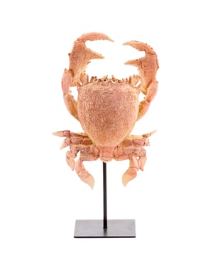 
Shop dit prachtige artikel van Light & LivingOrnament op voet 23x12,5x42,5 cm CRAB licht koraal is gemaakt en ontwerpen door het Nederlandse merk Light & Living.De belangrijkste kenmerken van het artikel zijn als volgt:Kleur: OranjeProduct Lengte: 23Product Breedte: 12.5Producht Hoogte: 42.5Gewicht: 5Light & Living werd meer dan vijftig jaar geleden opgericht. We begonnen met het maken van lampenkappen in een kleine fabriekshal. Al snel kwamen daar lampen bij, zodat we een totaal verlichtingsconcept konden aanbieden. Na vele jaren actief te zijn geweest op de verlichtingsmarkt, zijn we gaan uitbreiden met betaalbare woonaccessoires en (klein)meubelen.Wij weten als geen ander dat thuis de plek is waar mensen zich vaak het prettigst voelen. Een eigen plek, ingericht met comfortabele meubels en sfeervolle verlichting. We denken graag met je mee. Daarom reizen we de hele wereld over op zoek naar de mooiste verlichting en woondecoratie. We zijn altijd op zoek naar dat ene speciale item waar ons hart sneller van gaat kloppen. Deze momenten leggen we vast en vertalen we naar onze producten.Twee keer per jaar presenteren we een nieuwe seizoenscollectie. Zo weten we je elke keer weer te inspireren! - Afmeting: 23x12.5x42.5 - Kleur: Oranje - Materiaal: Kunststof
