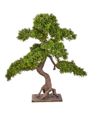 Kopu ® 7 stammen podocarpus macrophyllus bonsai 80 cm houten voet