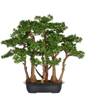 Kopu ® 7 stammen theeblad bonsai 60x60 cm in een zwarte plastic pot