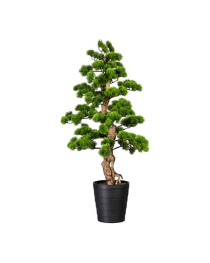 Kopu ® bonsai dennen boom ca. 110x50 cm in een zwarte plastic pot